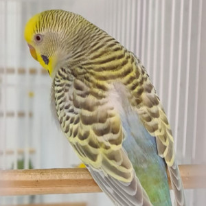 Penazul Aviário