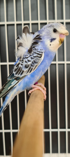 Penazul Aviário