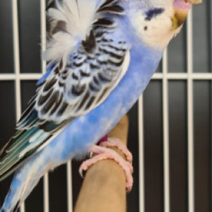 Penazul Aviário
