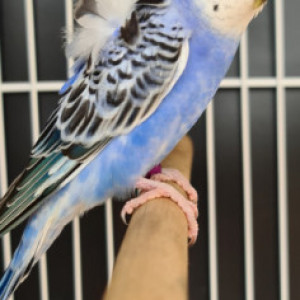Penazul Aviário