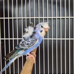 Penazul Aviário